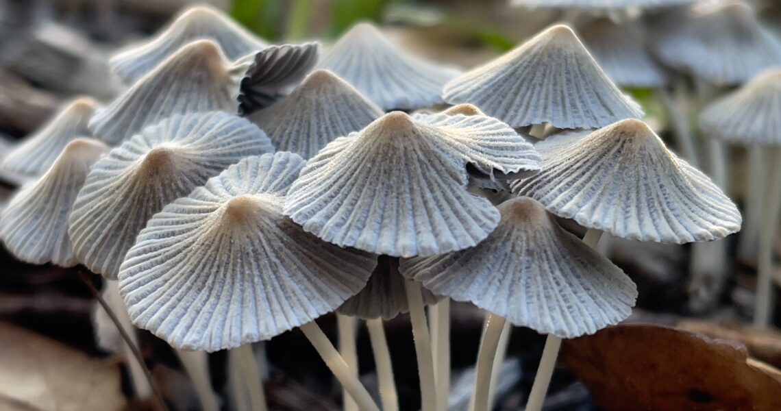 What are the side effects of mushroom supplements?