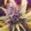 Exploring Premium THC-A Flower – Quality, Terpene Profiles, and Consumer Experience